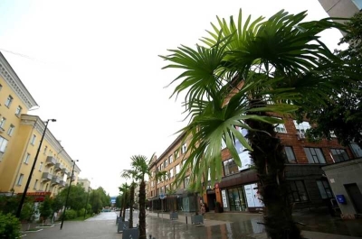 Красноярск намерен обновить коллекцию пальм за несколько миллионов рублей